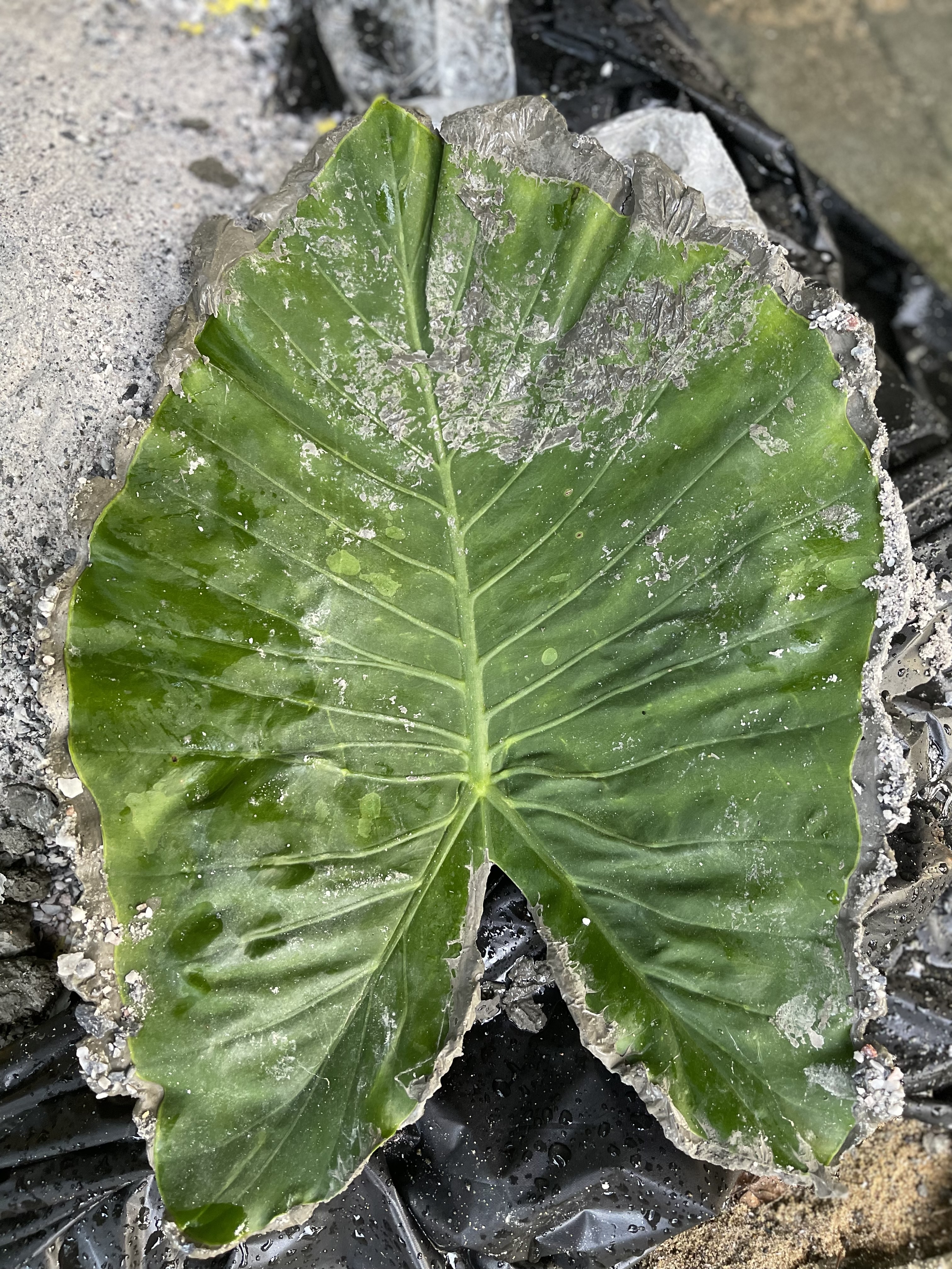 How to Make Concrete Leaf Casting Bowl, Elephant Ear Cement Leaf