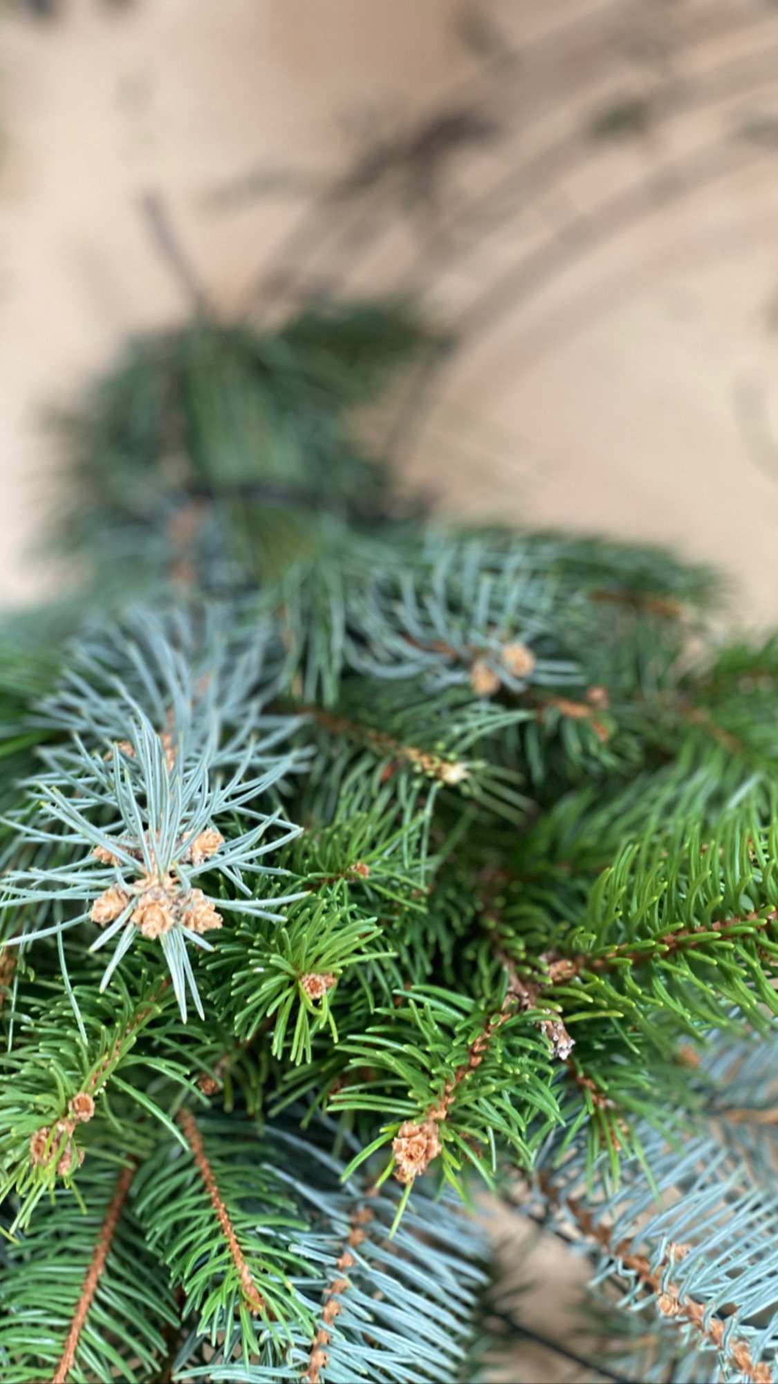 Simple & Easy Fresh Wreath - Saved from Salvage