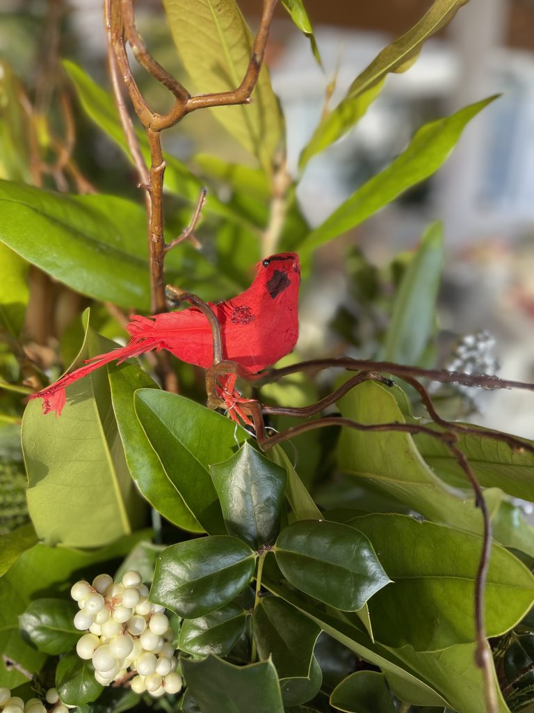 a faux cardinal