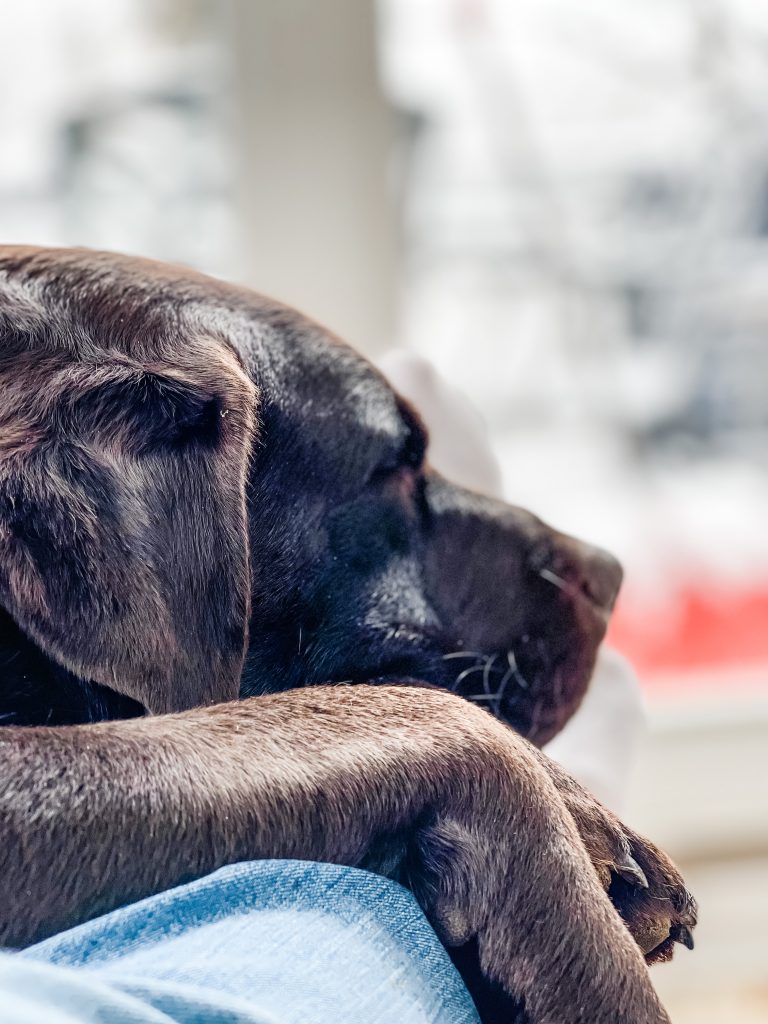 DOG SLEEPING