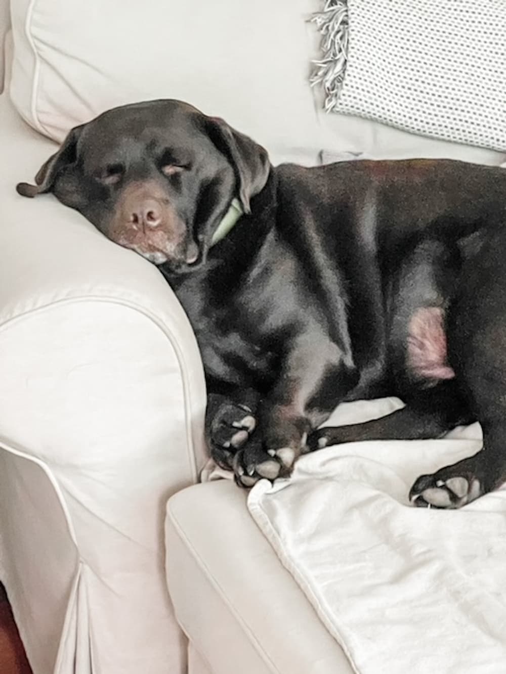 LATELY ON THE LAKE Saved from Salvage