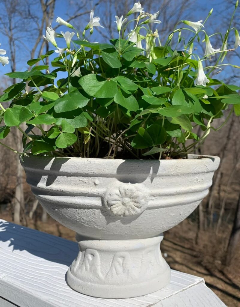 shamrock plant in a white planter