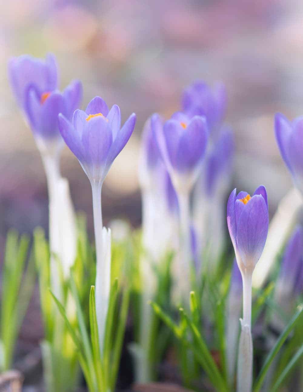 10 CREATIVE SPRING DIY PROJECTS Saved from Salvage