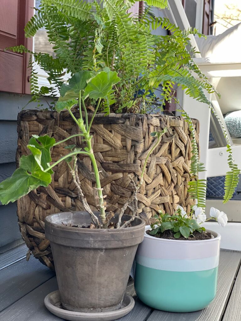 PLANTS ON A PORCH