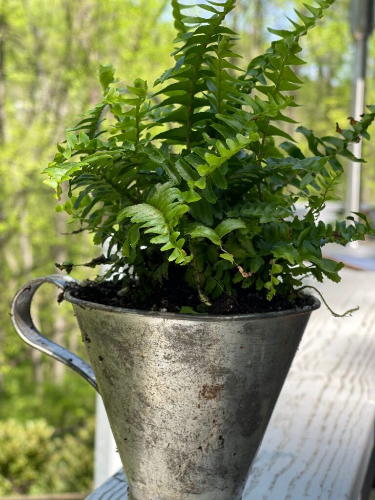 FERN IN A VINTAGE GALVANIZED METAL FUNNEL