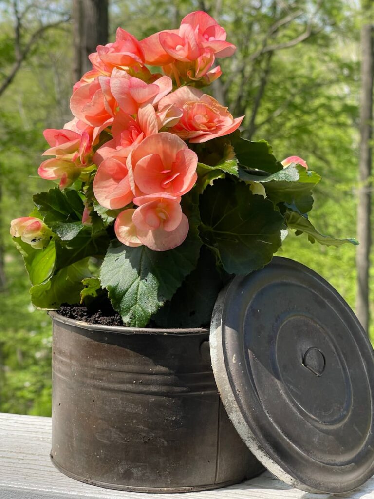 A VINTAGE POT WITH A LID HOLDING AN ORANGE BEGONIA