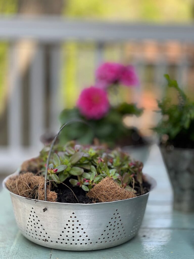 PORTALUCA FLOWERS IN A VINTAGE COLANDER