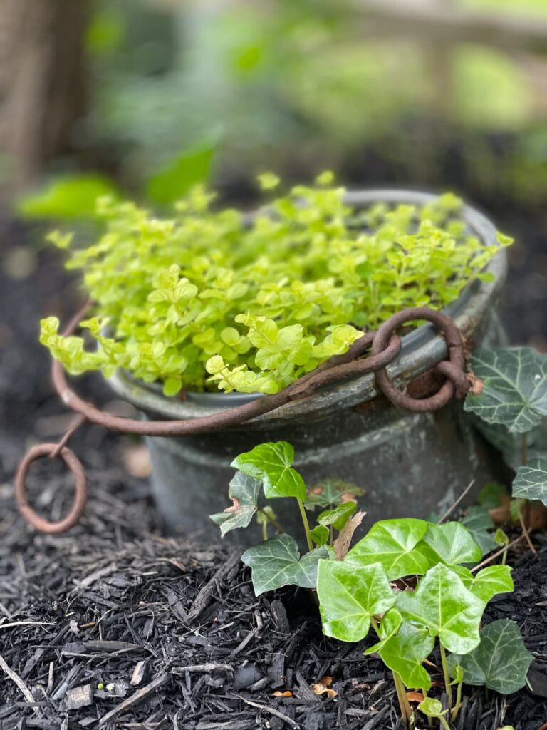 vintage copper pot with creeping jenny inside in garden