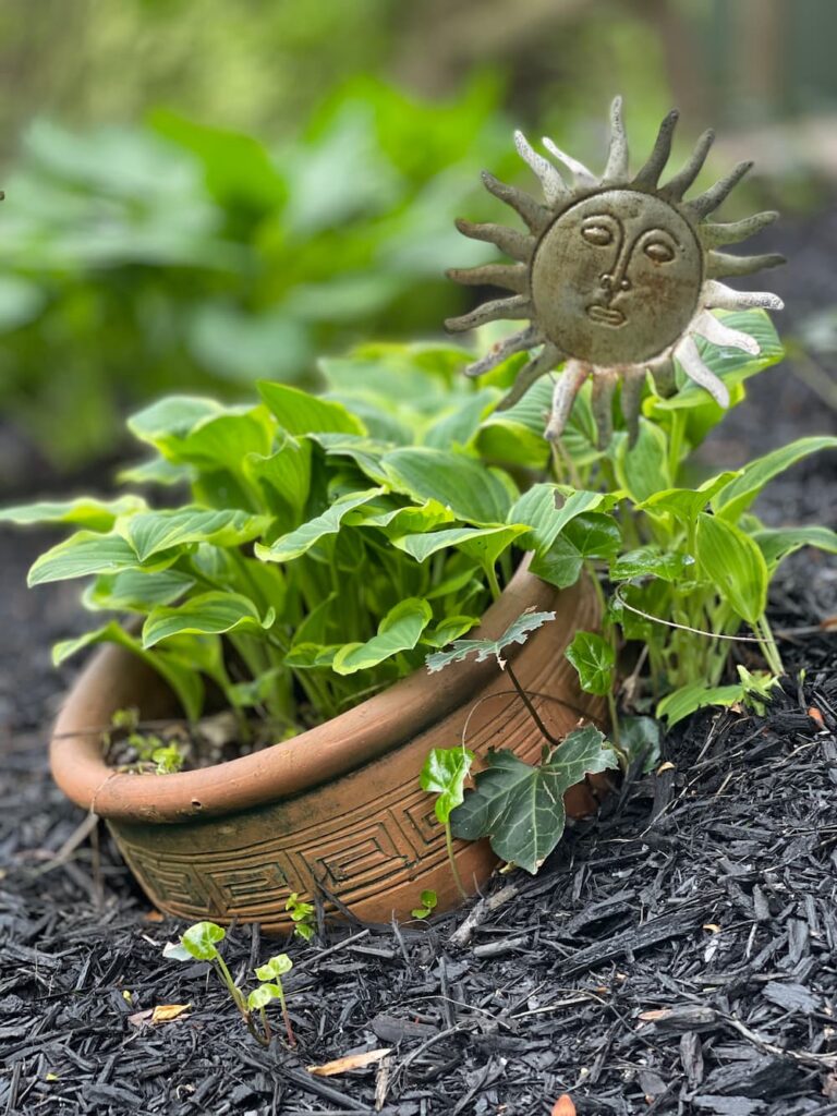 old clay pot with hostas in the garden