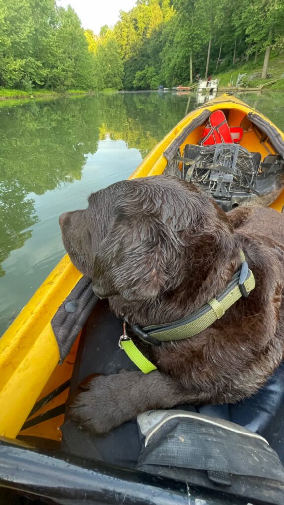 chocolate lab in kayak