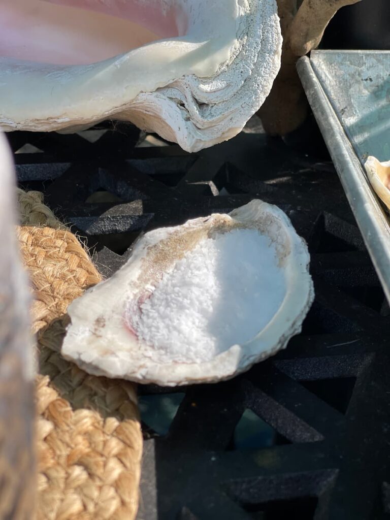 OYSTER SHELL WITH SALT