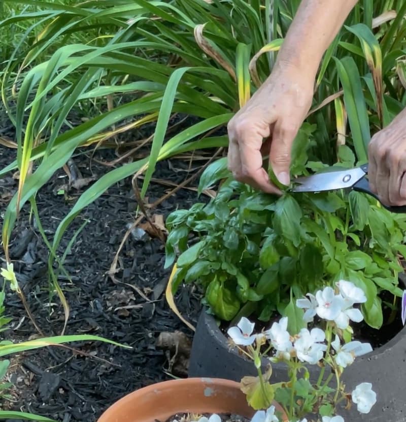 CUTTING FRESH BASIL FROM PLANT