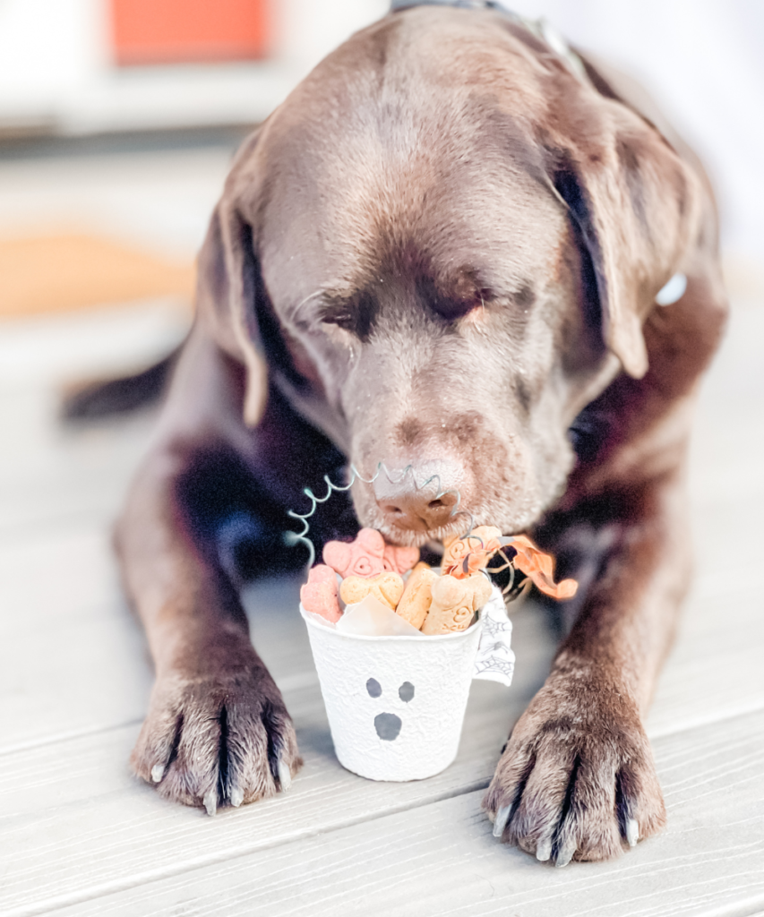 DOG LOOKING AT A GHOST PEAT POT FULL OF TREATS